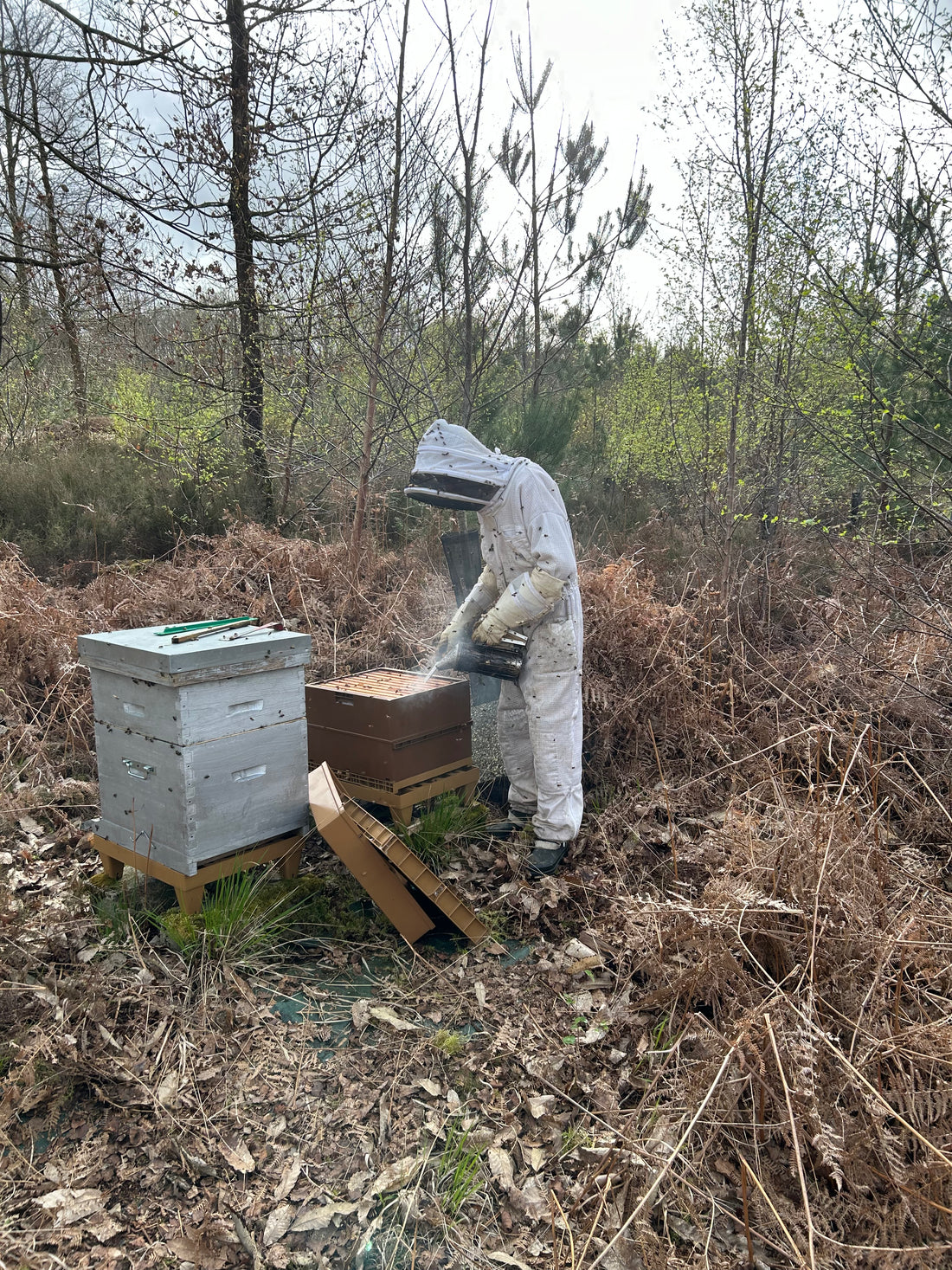 Visite de printemps 2024 des ruches